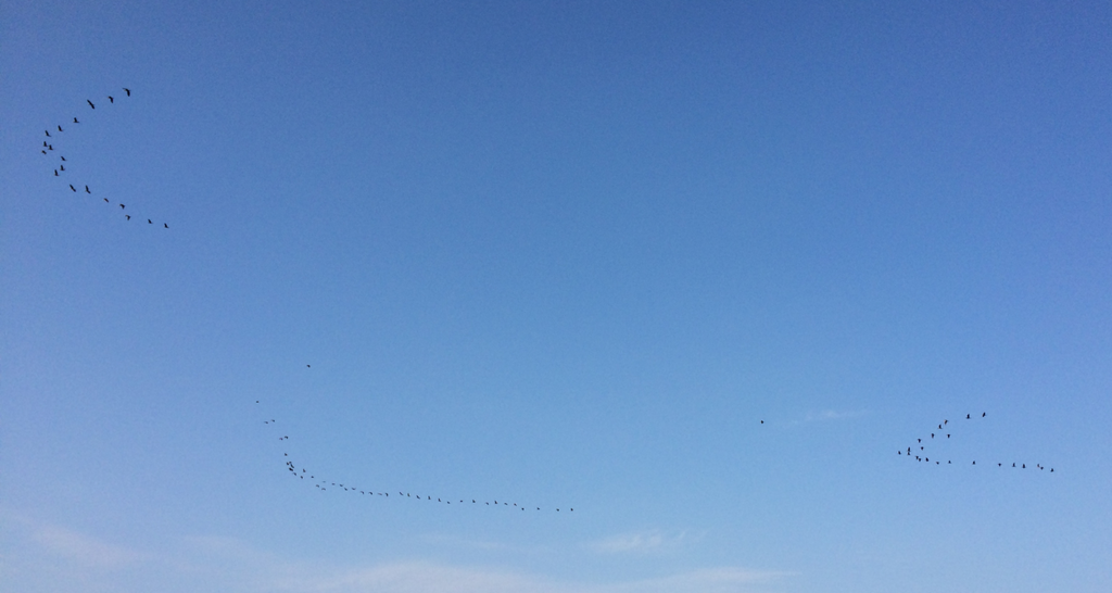 blu sky with flocks flying